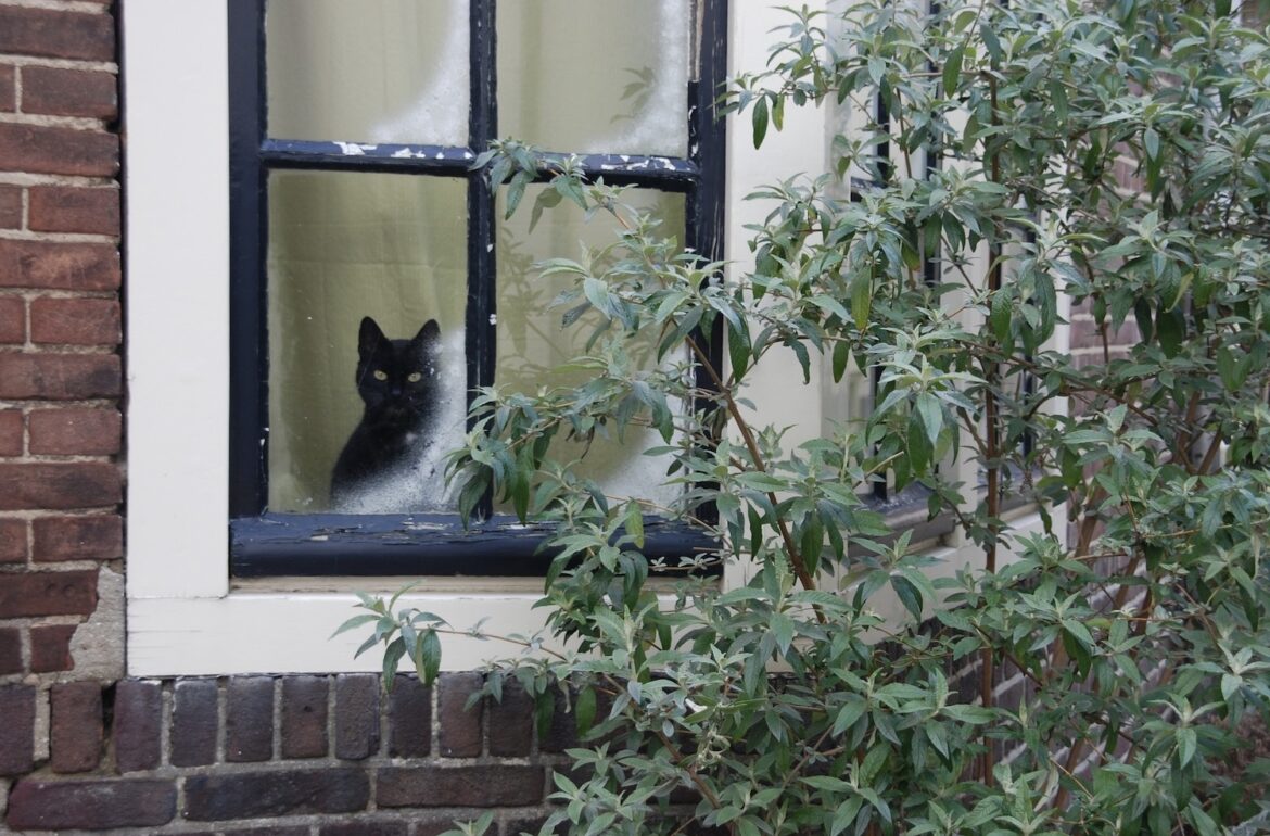 kat voor het raam in winter, bij blog over winterdip