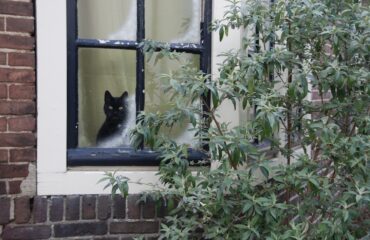 kat voor het raam in winter, bij blog over winterdip