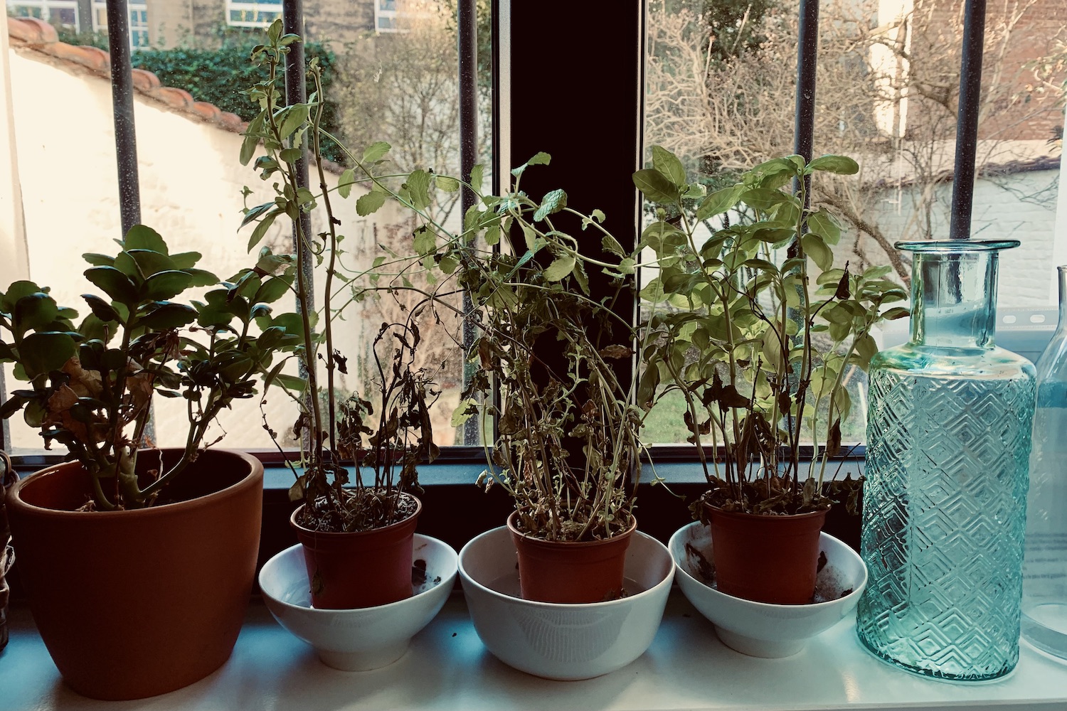 kruidenplanten in venster
