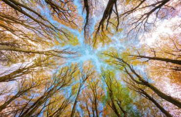 boomtoppen in herfstkleuren als beeld bij een herfstblog