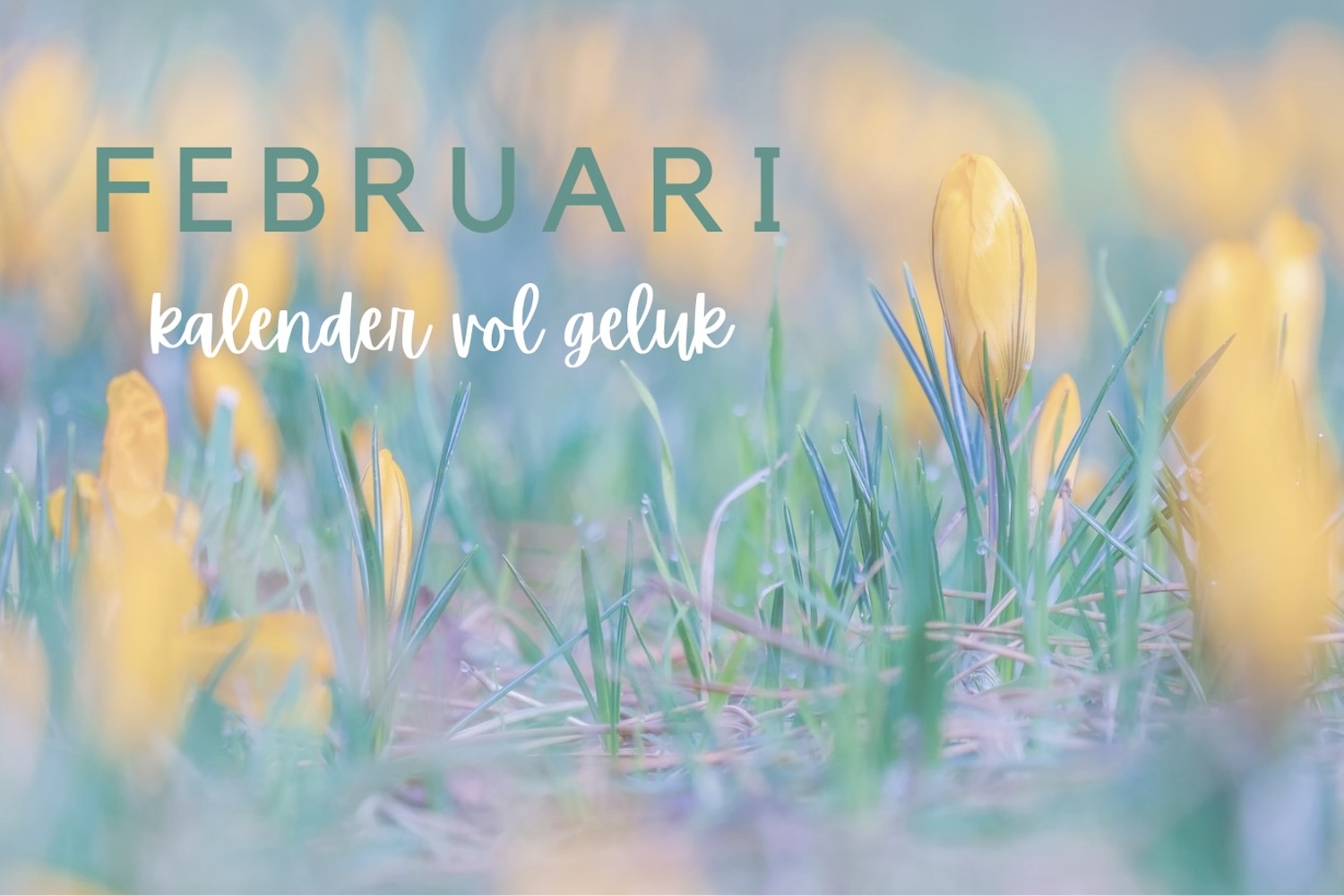 Krokussen op de achtergrond met de tekst februari, kalender vol geluk als hoofdfoto bij blog