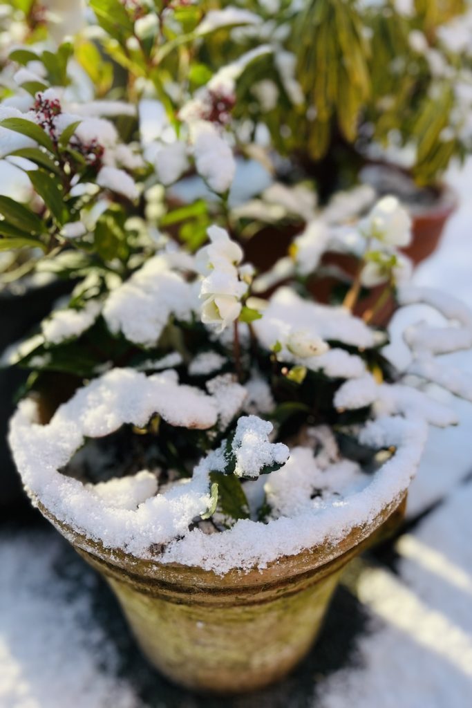 De witte bloemen van de helleborus in een pot onder een laagje sneeuw.