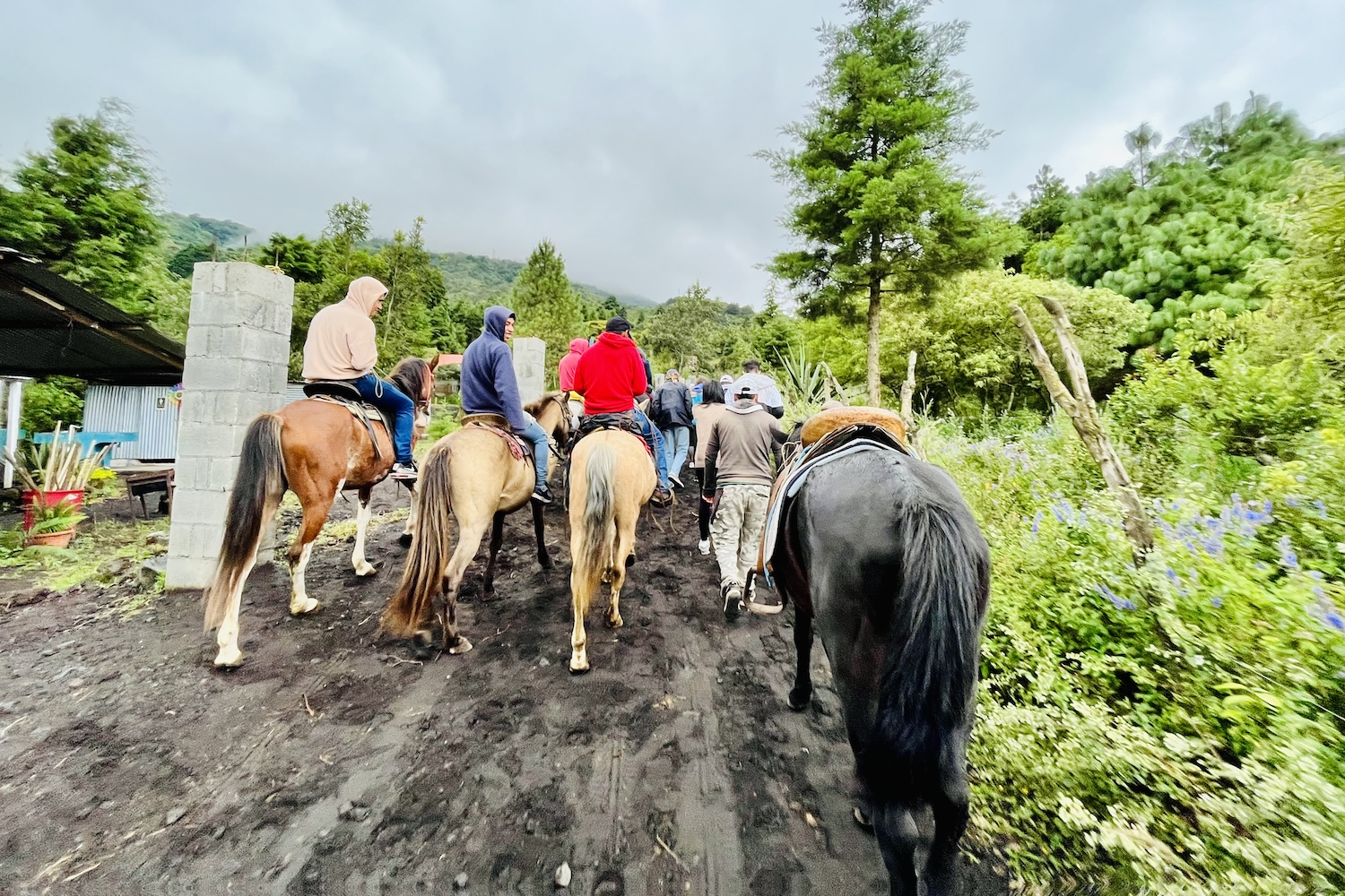 Paarden als taxi's op de klim naar de Pacaya