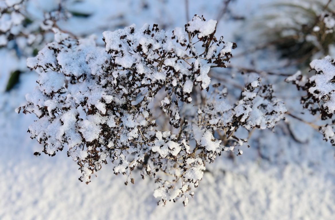 Sedum onder een laagje sneeuw. als hoofdfoto bij blog over winterklusjes in de tuin