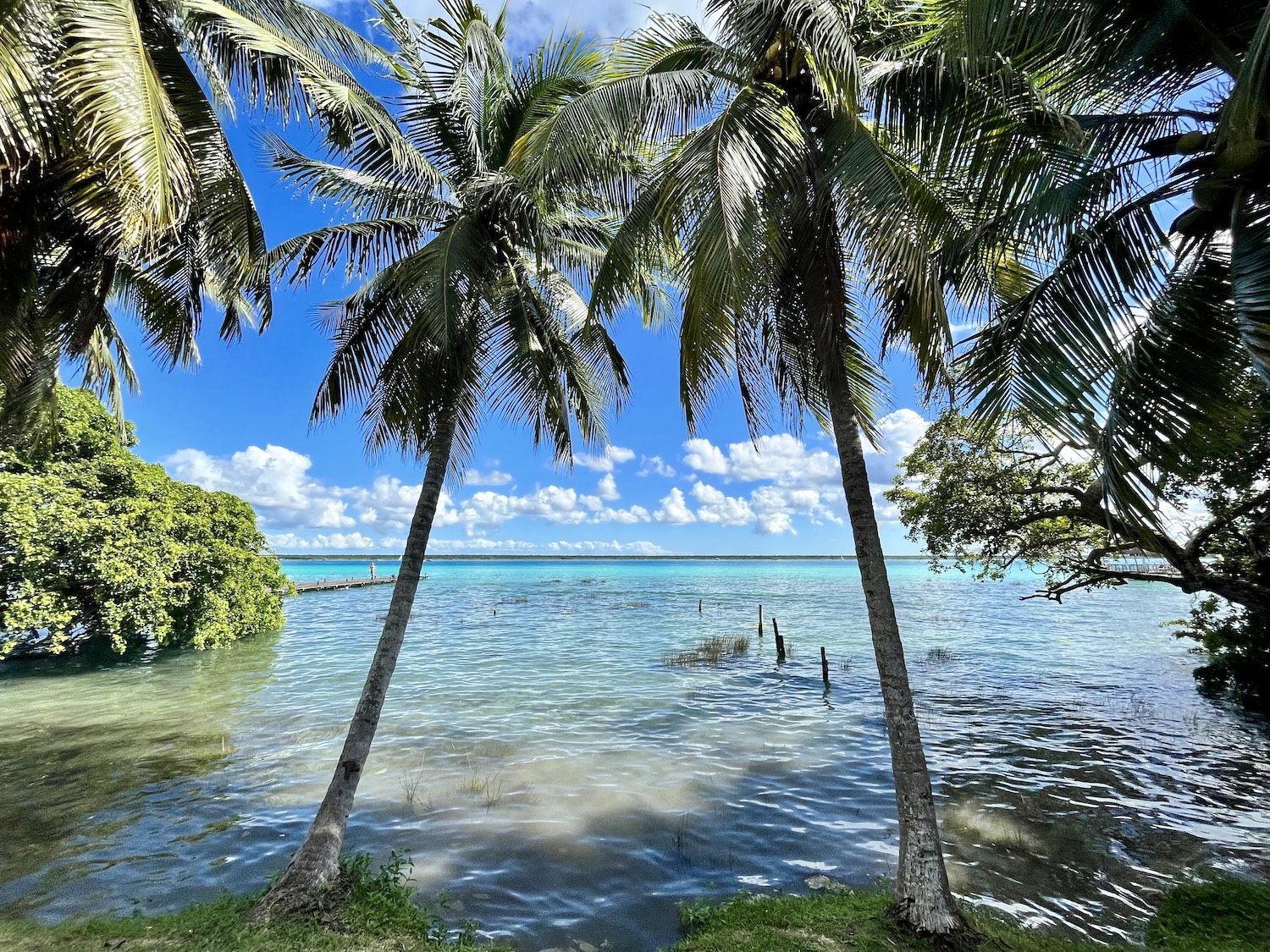 Palmbomen bij de lagune van Bacalar