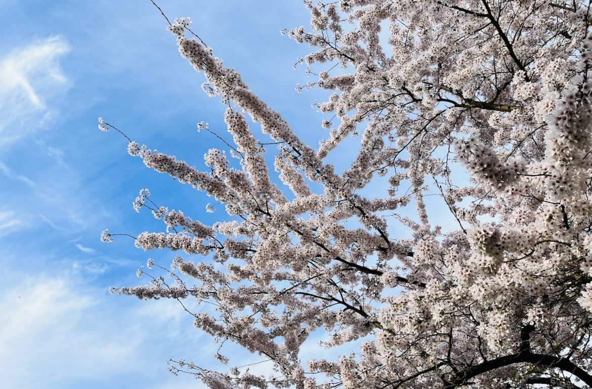 witte bloesem tegen blauwe lucht - april weekend favorieten