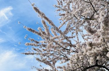 witte bloesem tegen blauwe lucht - april weekend favorieten