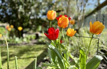 tulpen in mijn tuin, voorjaarsgeluiden, lente 2024