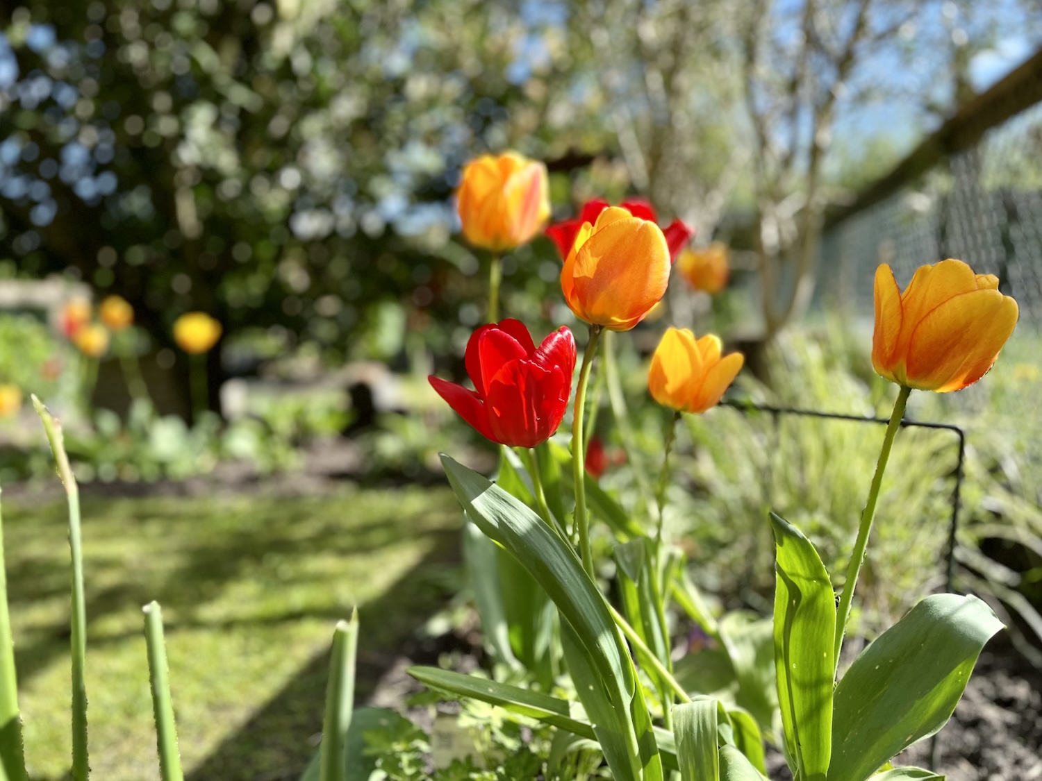 tulpen in mijn tuin, voorjaarsgeluiden, lente 2024