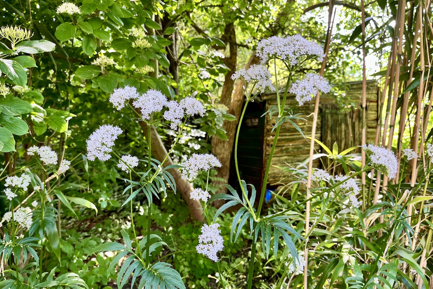 Witte bloemen in een wilde tuin, weekend favorieten over minderen en andere zaken