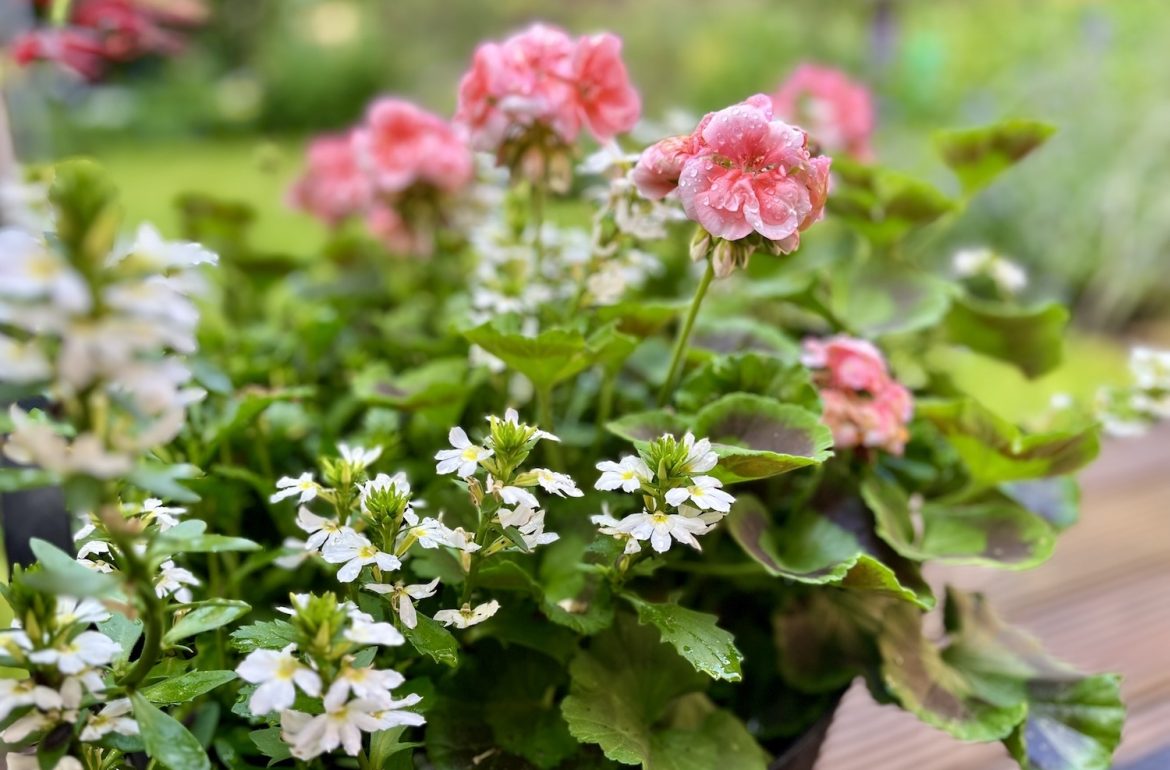 geraniums in bak, coverfoto bij weekend favorieten over onder andere minder gehaast