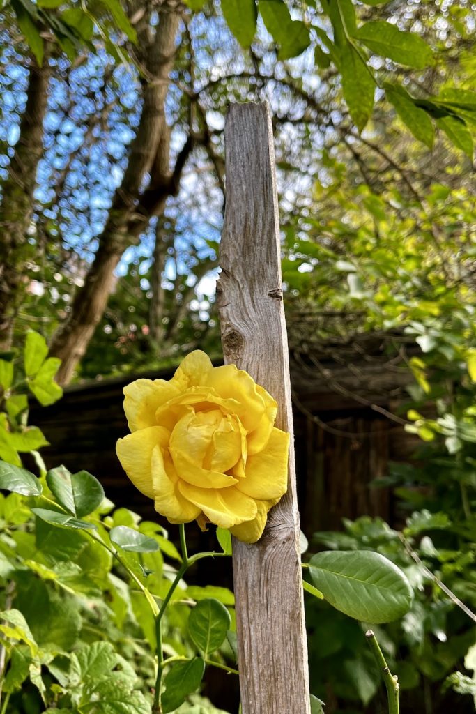 Nazomeren in de tuin betekent ook ontdekkingen doen: de gele roos bloeit opnieuw. 