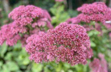 Prachtige kleuren van de sedum, een must-have voor je tuin.