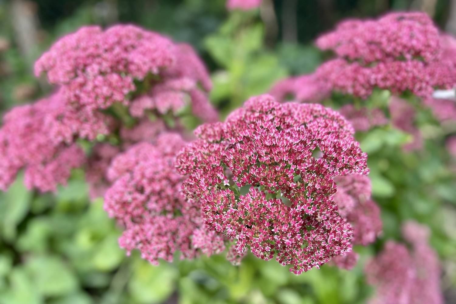 Prachtige kleuren van de sedum, een must-have voor je tuin.