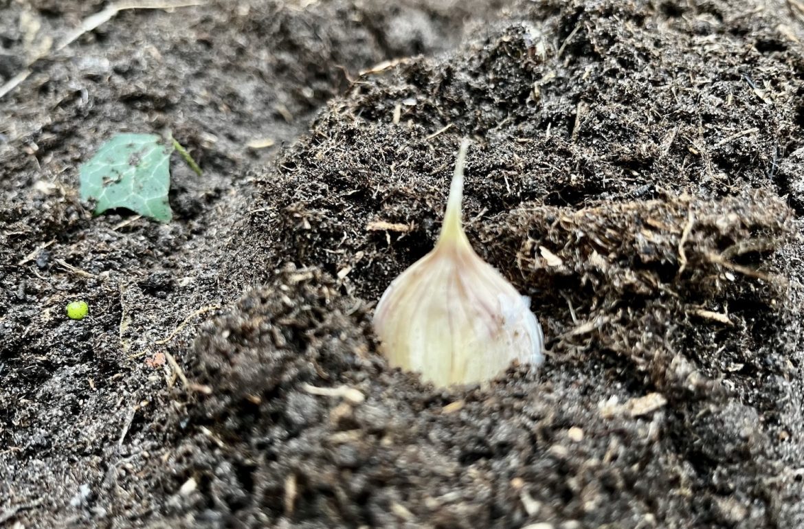 Knoflook planten; een teen knoflook in volle grond