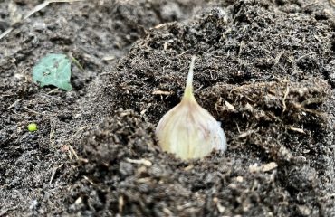 Knoflook planten; een teen knoflook in volle grond