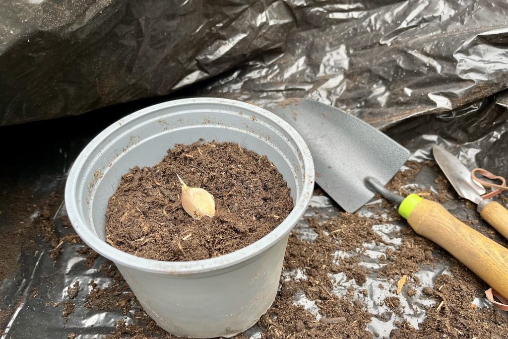 Knoflook teen in pot planten