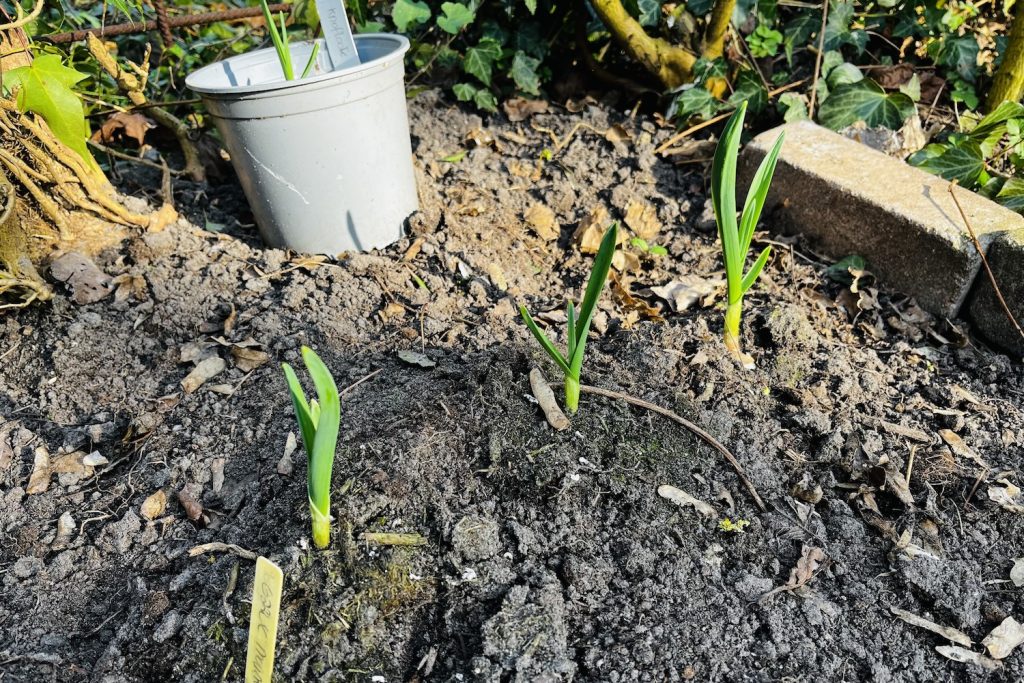 Knoflook planten in de tuin en in pot