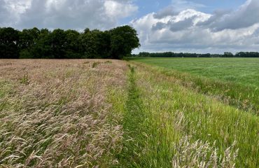 Wandelen over het Stellingenpad, door weiland, bos, heide en meer