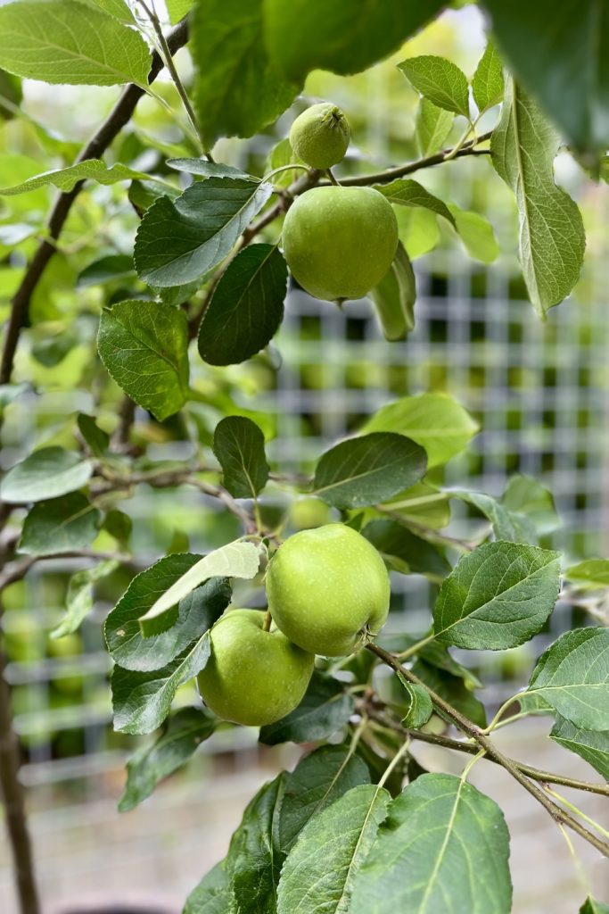 Appels in het appelboompje