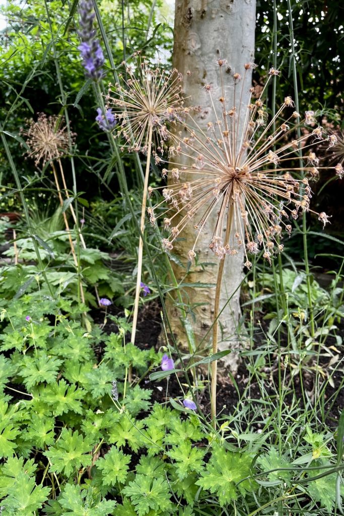 Afscheid van een tuin, nog even vertellen over hoe de nieuwe border onder de boom heeft uitgepakt.