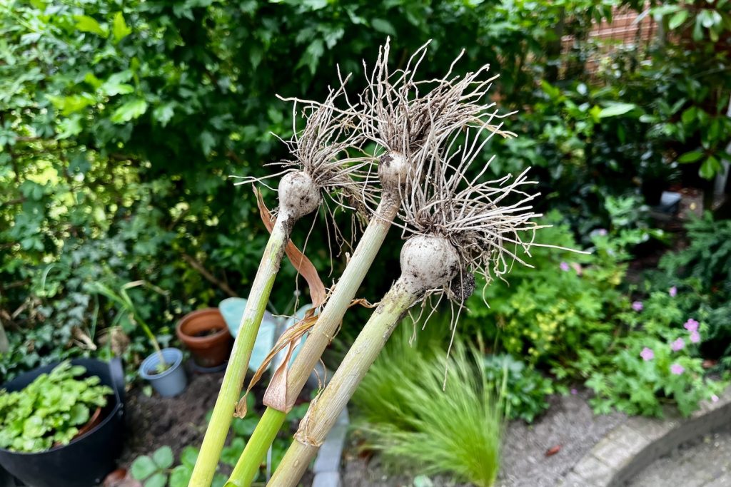 Mijn allereerste knoflookoogst