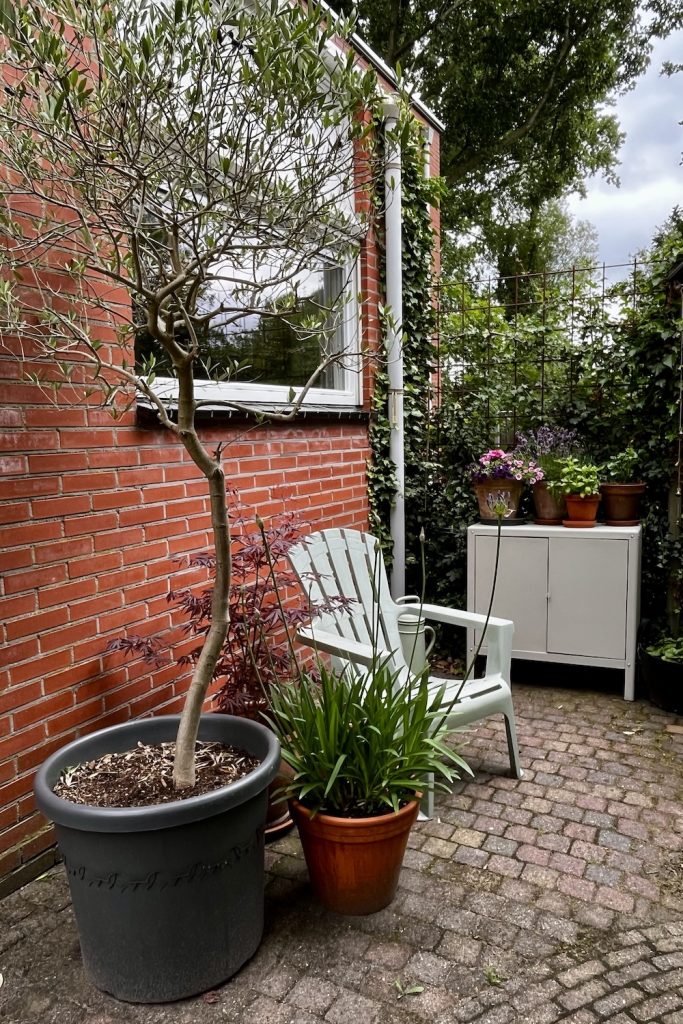 Afscheid van een tuin, blik op deel terras met olijfboom en agapathus