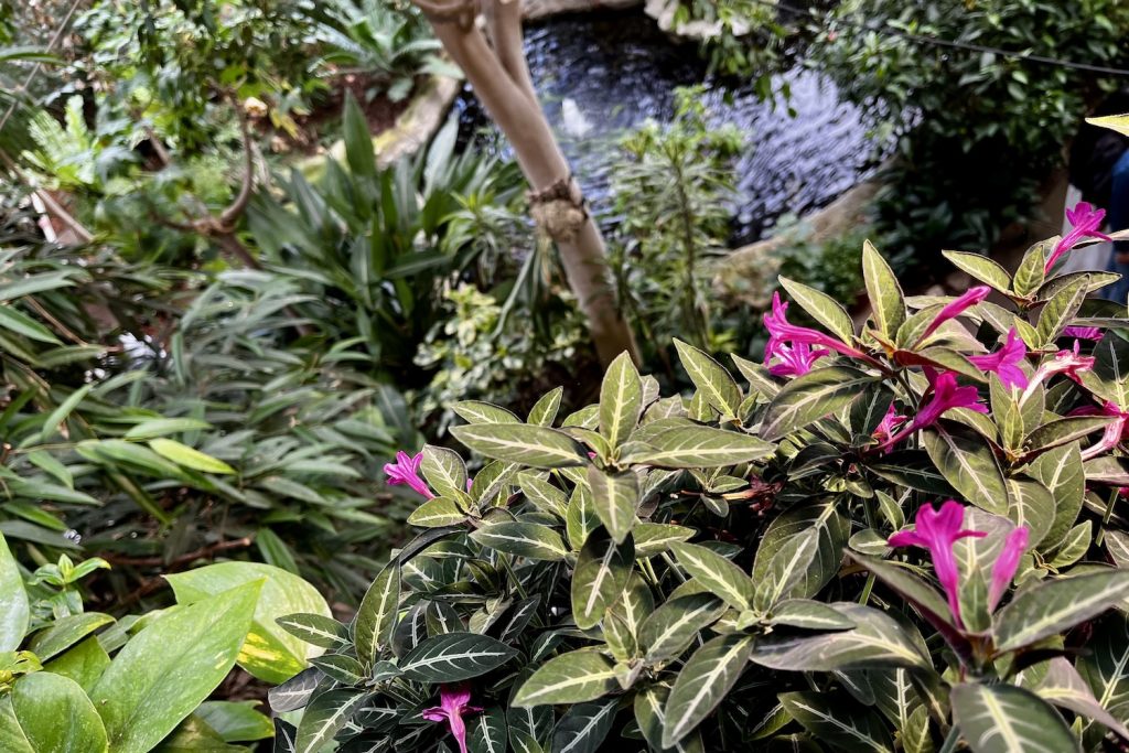 The Barbican Conservatory