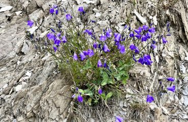 Bloemen in de bergen, onbekend wat, een beetje last van natuurblindheid