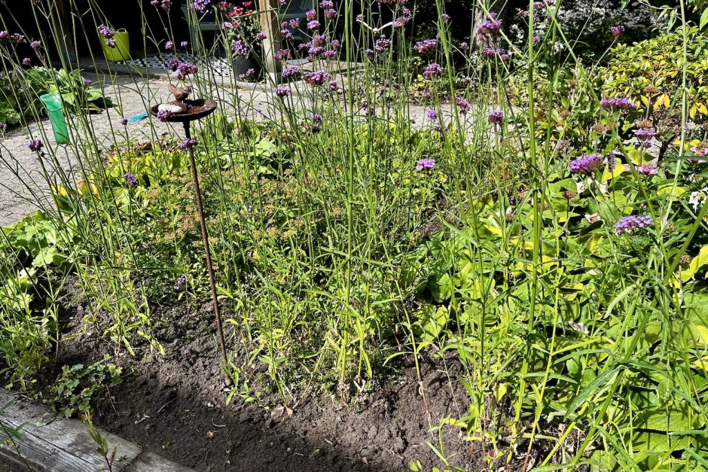 Een schoon onkruidvrij stukje tuin