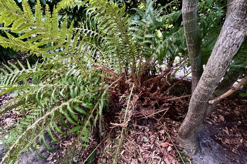 Enorme varen die de voortuin domineert