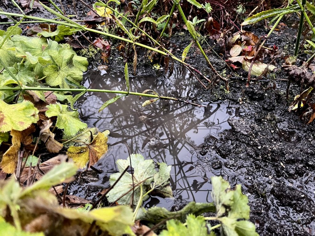 een natte november in de tuin, poeltjes water