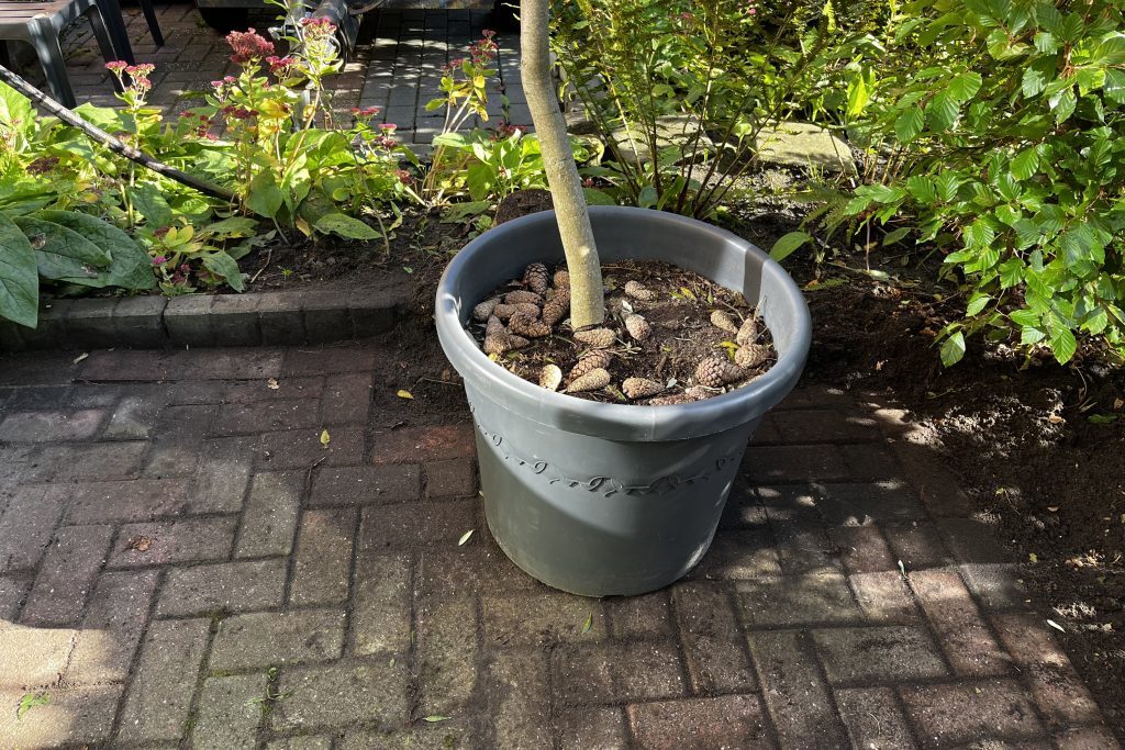 Blik op het vrijgekomen stukje terras en de olijfboompot op z'n plek